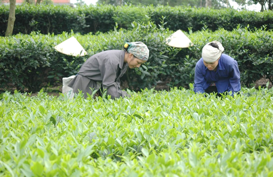  Nhờ triển khai mô hình sản xuất chè an toàn, nhiều hộ dân ở xã Phúc Thuận (T.X Phổ Yên) đã nâng cao thu nhập. Ảnh: T.L