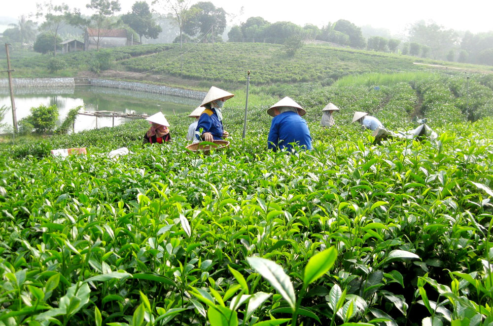  Lớp tập huấn nhằm thúc đẩy phát triển mô hình du lịch cộng đồng tại vùng chè Tân Cương. Ảnh: T.L