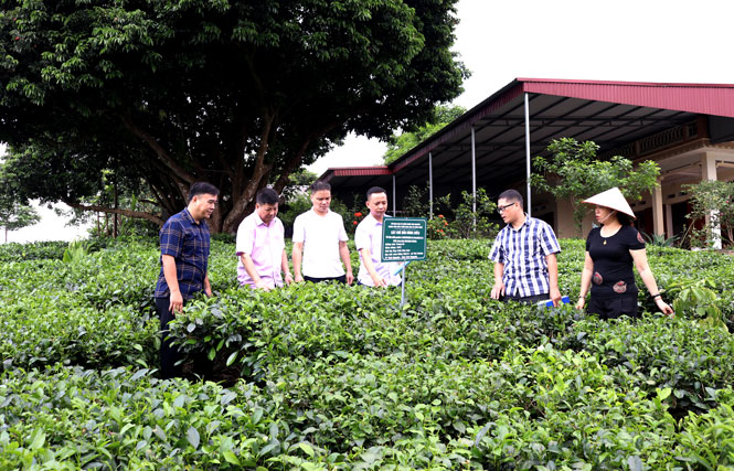  Lãnh đạo Sở Khoa học - Công nghệ kiểm tra vườn trồng cây chè trung du đầu dòng tại vùng chè Tân Cương (T.P Thái Nguyên) đã được cơ quan có thẩm quyền cấp giấy chứng nhận, đăng ký mã số. Ảnh: T.L