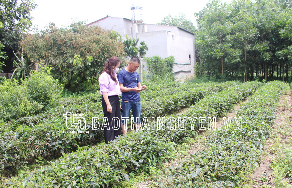  Diện tích chè của gia đình anh Bùi Xuân Tính, ở xóm Tân Thuỷ, xã Yên Lạc (Phú Lương) 3 tháng nay không cho thu hái.