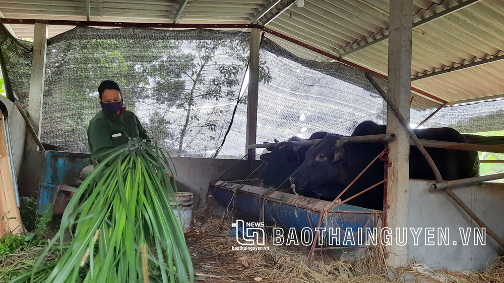  Gia đình chị Đặng Thị Nhàn, xóm Na Chặng, xã Bàn Đạt, nuôi bò 3B cho thu lãi hàng trăm triệu đồng/năm.