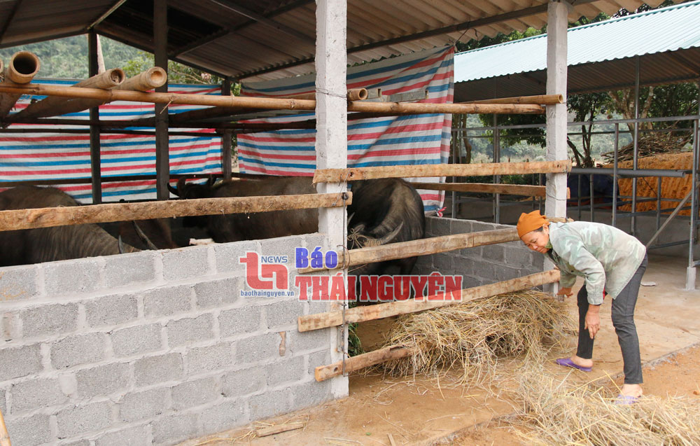  Gia đình bà Phạm Thị Lan, ở xóm Làng Chùa, xã Bảo Cường (Định Hóa) chuẩn bị rơm khô, thức ăn tinh để nuôi nhốt gia súc trong những ngày trời rét đậm, rét hại.