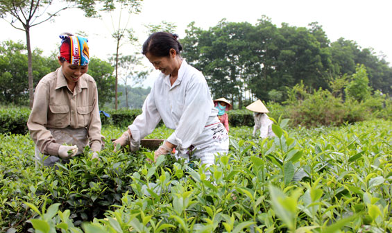  Thu hái chè tại xã Phúc Thuận (Phổ Yên).