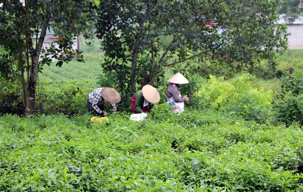  Locals of Hong Thai 2 hamlet, Tan Cuong commune are collecting tea buds