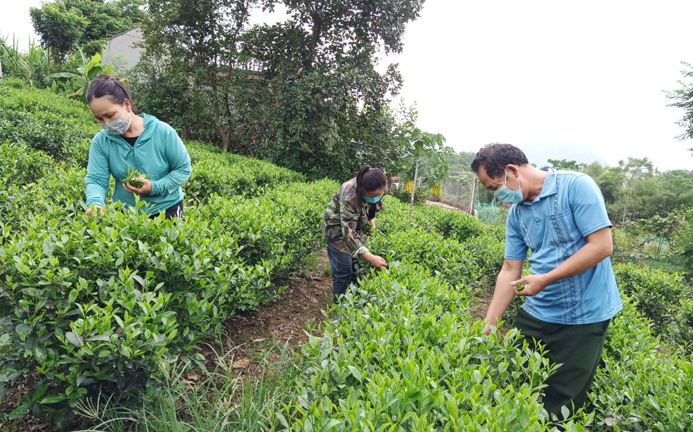  Ông Lâm Văn Ho, người có uy tín trong đồng bào dân tộc Nùng ở xóm Ba Đình, xã Tân Long, tích cực vận động bà con đưa cây chè lai năng suất cao vào trồng thay thế giống chè cũ.