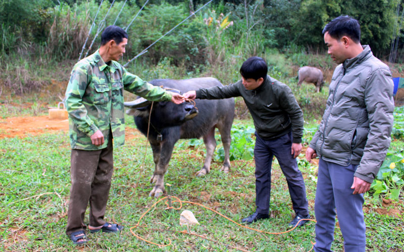  Cán bộ thú y của Trung tâm Dịch vụ nông nghiệp huyện Định Hóa kiểm tra, hướng dẫn gia đình ông Hoàng Văn Tỉnh, xóm Bãi Lềnh, xã Bảo Cường thực hiện các biện pháp phòng, chống dịch bệnh cho đàn gia súc.