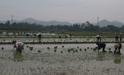  Nông dân huyện Đại Từ cấy lúa xuân