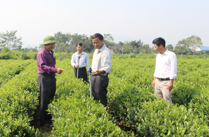  Đại diện lãnh đạo HND huyện Đại Từ kiểm tra, đánh giá mô hình trồng chè VietGAP tại xã Bản Ngoại.