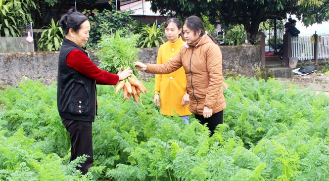  Cán bộ Hội LHPN huyện, xã thăm mô hình trồng rau an toàn của gia đình bà Nguyễn Thị Dung, ở xóm Trại 4, xã Bình Thuận (Đại Từ).