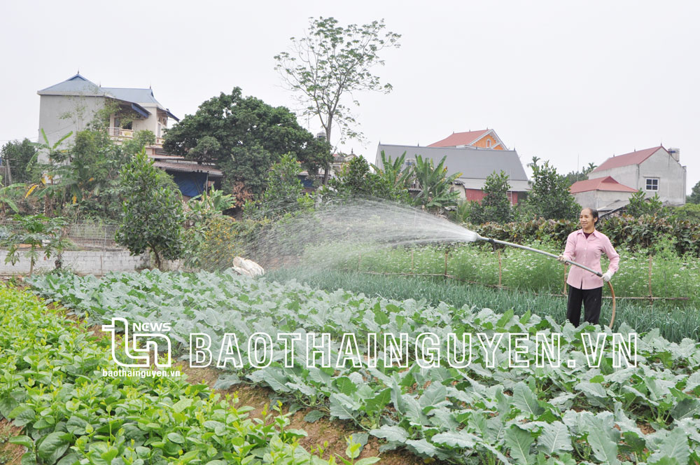  Thông qua các lớp đào tạo nghề, người dân xóm Náng, xã Nhã Lộng (Phú Bình) đã áp dụng thành thạo quy trình VietGAP trong sản xuất rau an toàn.