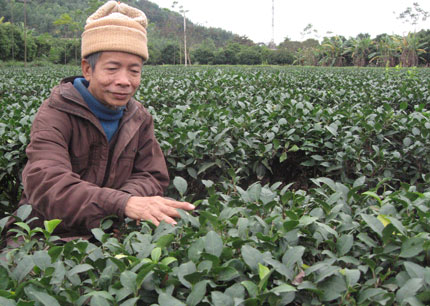  Ông Nguyễn Văn Minh, xóm Phố Hích, xã Hòa Bình, Đồng Hỷ có 3 mẫu chè, mỗi năm cho thu nhập khoảng 200 triệu đồng