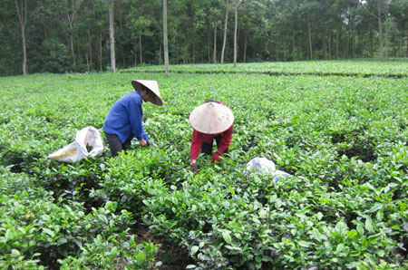  Một trong những mục đích của tổng điều tra nông nghiệp, nông thôn và thủy sản là xây dựng kế hoạch chiến lược phát triển khu vực nông thôn. (Ảnh Huệ Dinh)