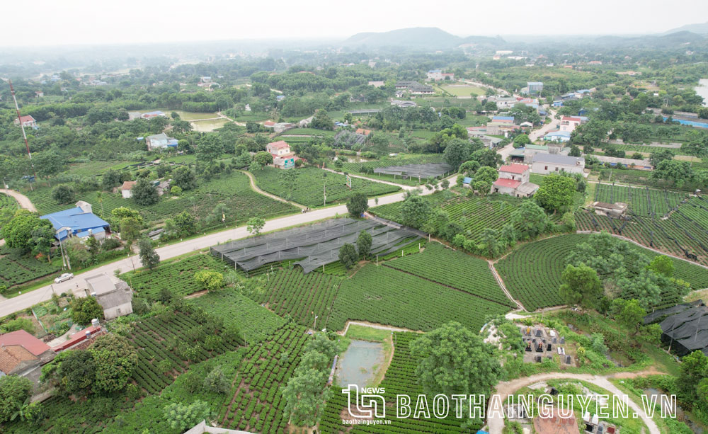  Một góc vùng chè Tân Cương, TP. Thái Nguyên.