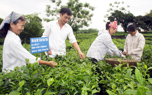  Thu hái chè ở xã Tân Cương (T.P Thái Nguyên)