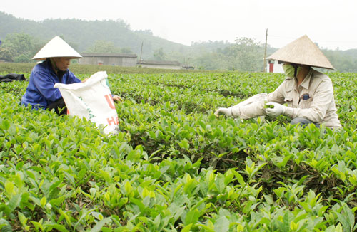   Mỗi năm người dân làng nghề chè Tân Thành sản xuất được khoảng 42 tấn chè búp khô. Trong ảnh Người dân thu hái chè trên cánh đồng Cầu Khế.