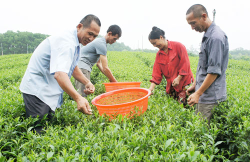  Người dân xóm Đầm Ninh, xã Nam Hòa (Đồng Hỷ) thu hái chè