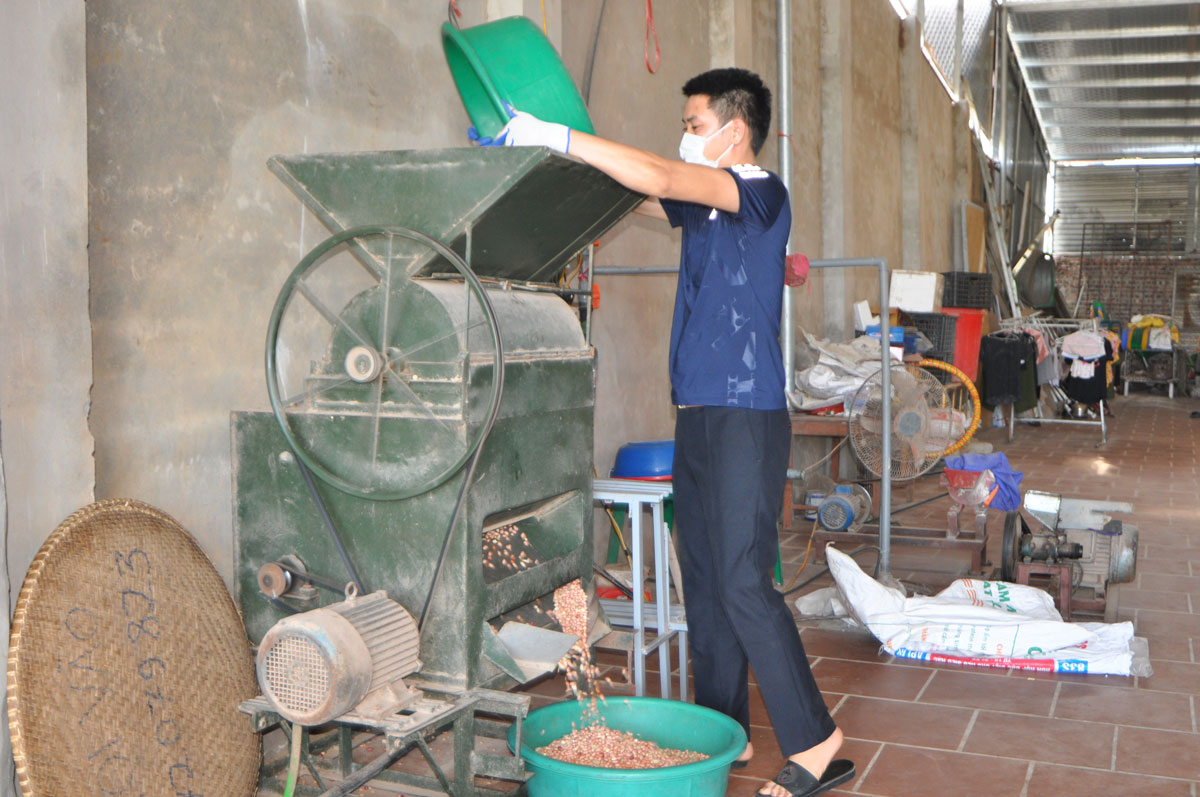  Anh Quang thực hiện công đoạn bóc vỏ lạc.