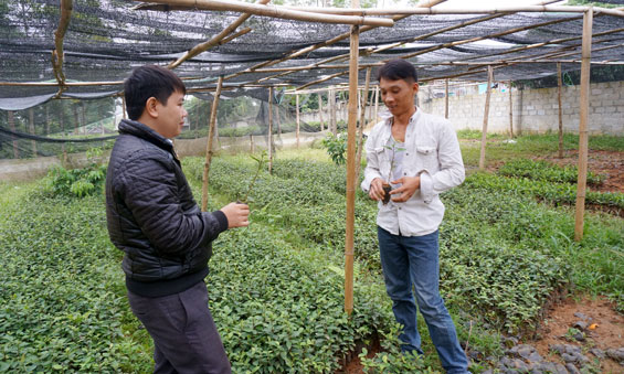  Anh Nguyễn Xuân Duy, xóm gò, xã Tiên Hội, huyện Đại Từ (bên phải) trao đổi về cách làm chè giống.