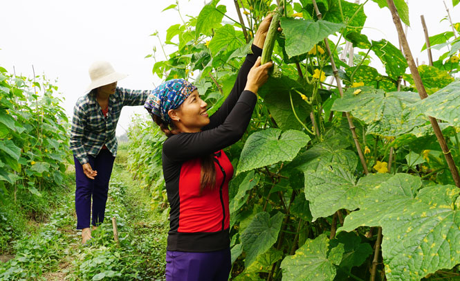  Người dân xóm Phú Hương, xã Lương Phú (Phú Bình) thu hoạch dưa chuột. 