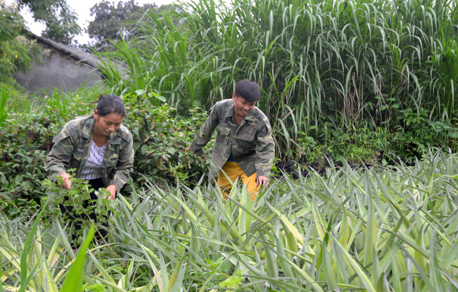  Gai đình anh Dương Văn Phong, Bí thư Chi bộ Đồng Tâm là một trong những điển hình tiên tiến về phát triển kinh tế ở xã Động Đạt (Phú Lương).