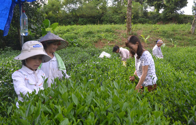  Chị Nguyễn Thị Nhung (thứ 2 từ phải sang), Bí thư Chi bộ Minh Thành, xã Vô Tranh trao đổi với người dân trong xóm về quy trình chăm sóc, chế biến chè an toàn.