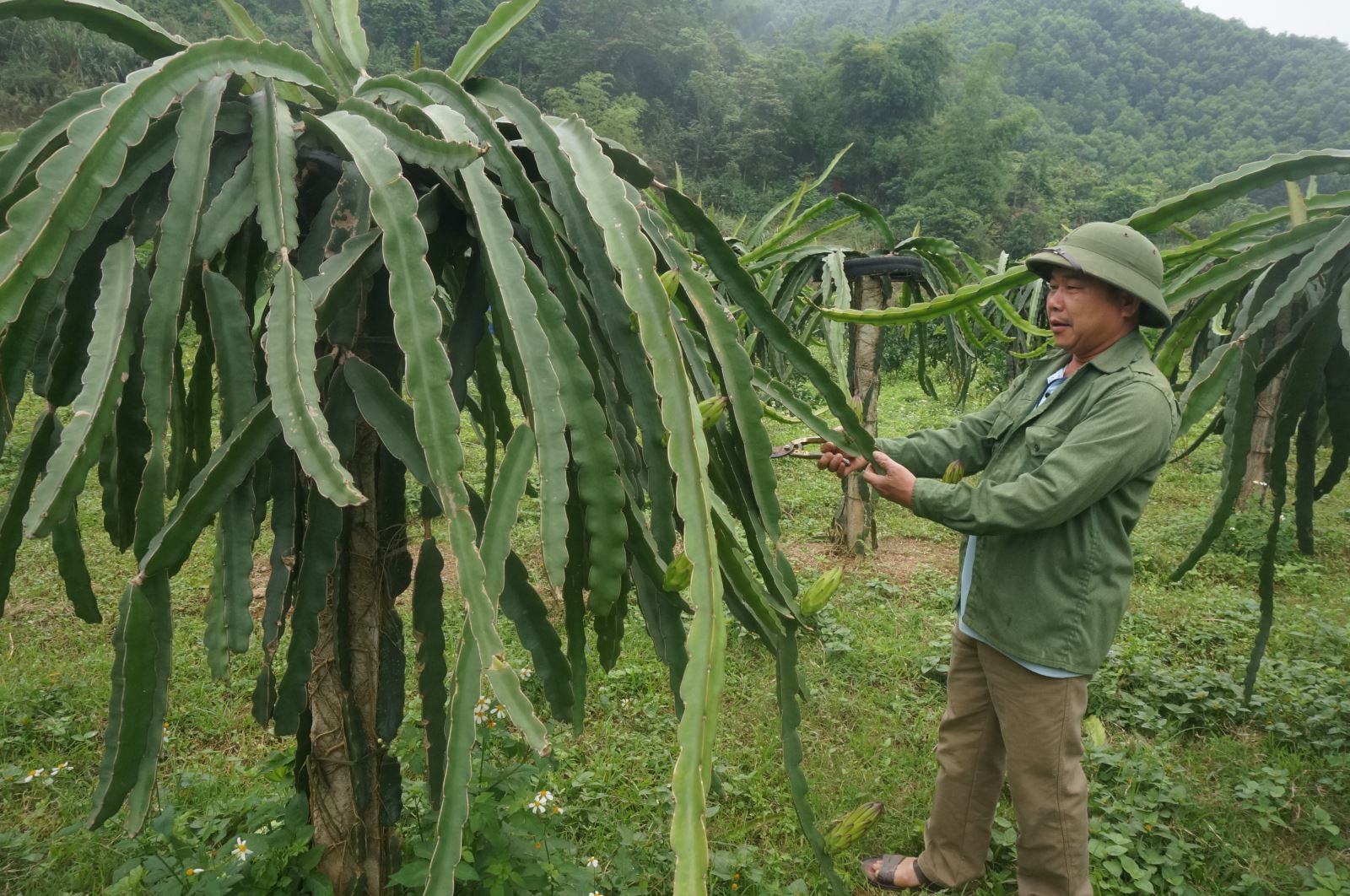  Mô hình trồng cây ăn quả của gia đình ông Lâm Văn Trọng.