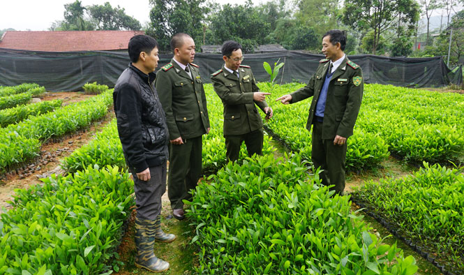  Cán bộ Hạt Kiểm lâm huyện Võ Nhai kiểm tra chất lượng lô cây giống phục vụ trồng rừng tại một vườn ươm ở xóm Làng Lường, thị trấn Đình Cả.