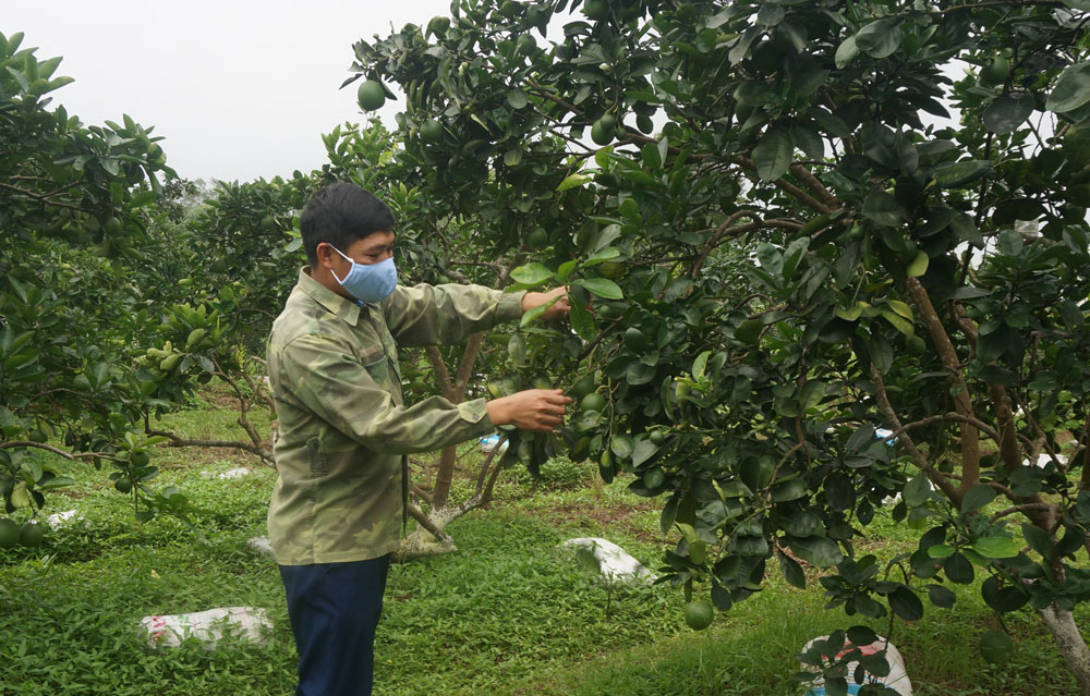  Mô hình trồng bưởi của anh Nguyễn Văn Lợi, xã Lương Phú, mỗi năm cho thu nhập hàng trăm triệu đồng.