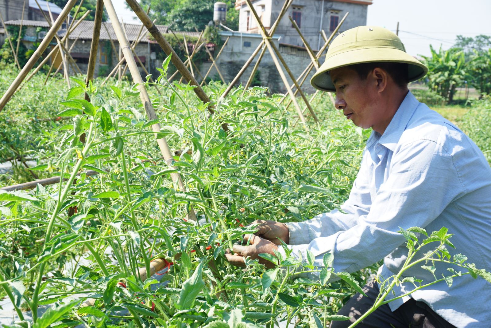  Nông dân xóm Bầu, xã Huống Thượng (T.P Thái Nguyên) chăm sóc cây cà chua.