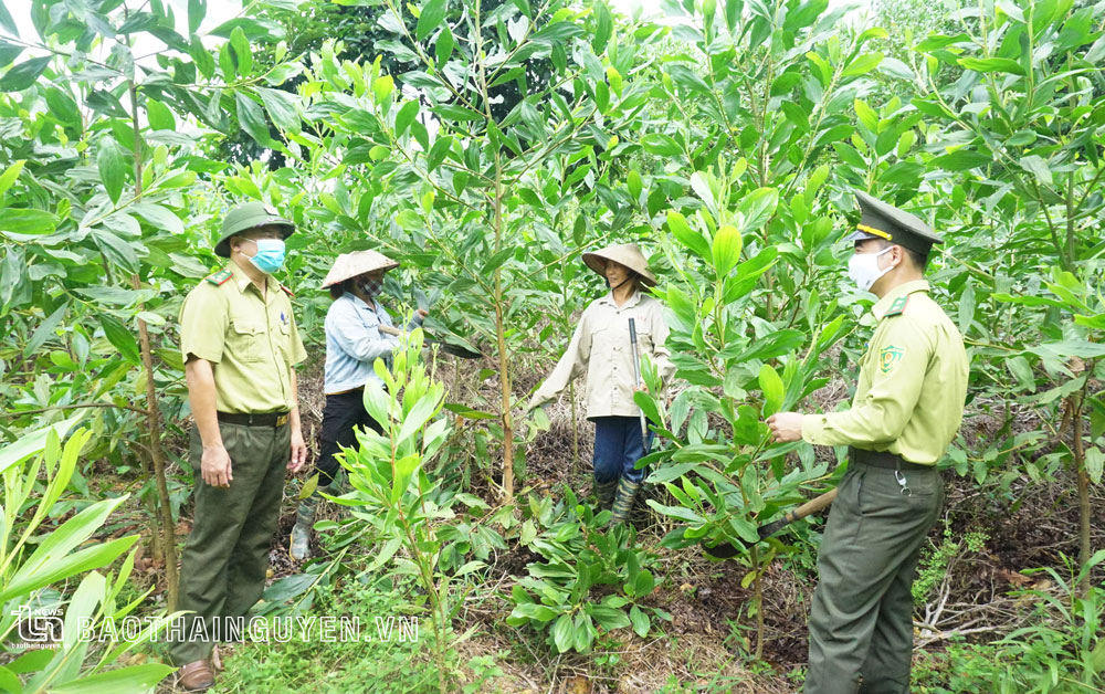  Cán bộ Hạt Kiểm lâm huyện Đài Từ cùng với người dân xã Ký Phú kiểm tra rừng sản xuất. Ảnh: Lương Hạnh