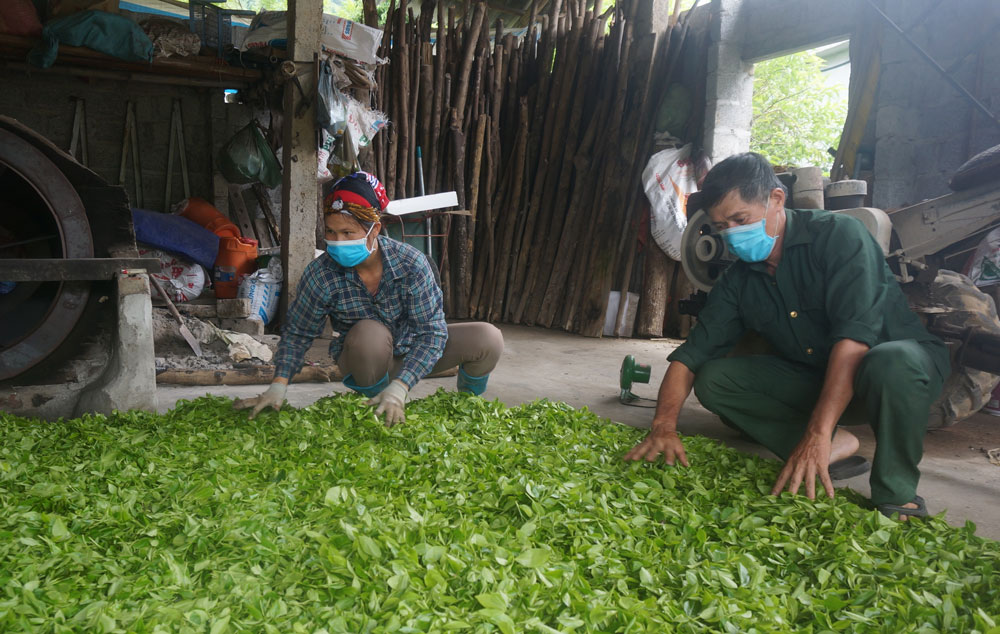  Ông Lâm Văn Ngoan, người có uy tín ở xóm Xuân Quang, xã Quang Sơn (Đồng Hỷ), tích cực vận động bà con đưa cây chè lai vào trồng thay thế chè trung du năng suất thấp.