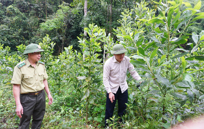  Năm 2020, người dân trên địa bàn huyện Đồng Hỷ đã trồng 75ha rừng gỗ lớn. Trong ảnh: Cán bộ Kiểm lâm tỉnh, huyện hướng dẫn người dân xã Cây Thị chăm sóc diện tích rừng trồng.