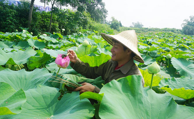  Lê Sơn Hải thực hiện công đoạn ướp chè sen