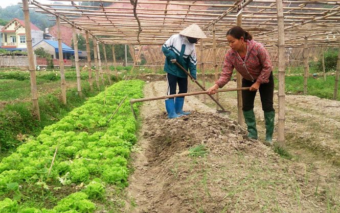  Các đảng viên người công giáo đã tham gia vận động người dân xóm đạo Xuân Đài, thị trấn Hùng Sơn (Đại Từ) sản xuất rau theo quy trình VietGAP (thực hành sản xuất nông nghiệp tốt), mang lại hiệu quả kinh tế cao.