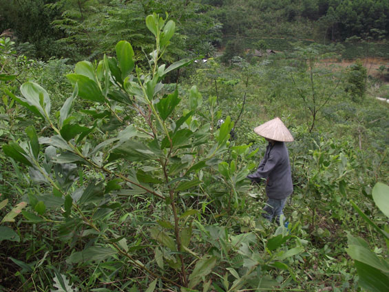  Gia đình chị Hoàng Thị Thu, xóm Khuôn Vạc, xã La Hiên (Võ Nhai) hiện trồng gần 10ha rừng sản xuất.