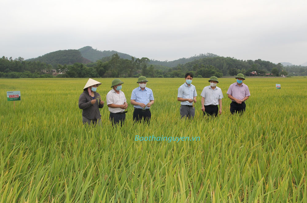  Đại diện các cơ quan chuyên môn của T.X Phổ Yên kiểm tra, đánh giá năng suất giống lúa thuần chất lượng cao VNR20 được gieo cấy thử nghiệm tại xã Minh Đức.