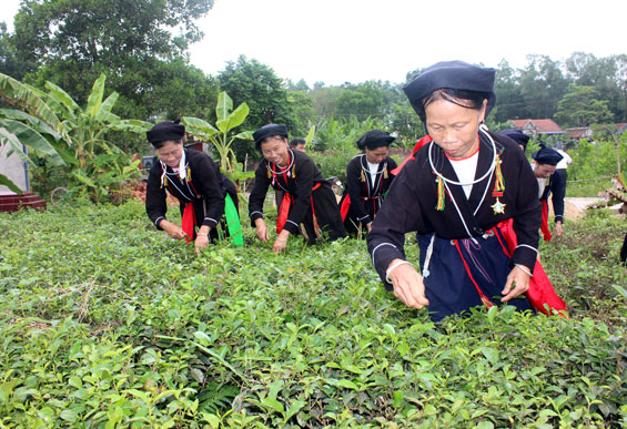  Nhân dân trong tỉnh tích cực chuẩn bị các sản phẩm chè ngon nhất để du khách thưởng thức trong dịp Festival. Trong ảnh: Người dân xã Thành Công (T.X Phổ Yên) thu hái chè.