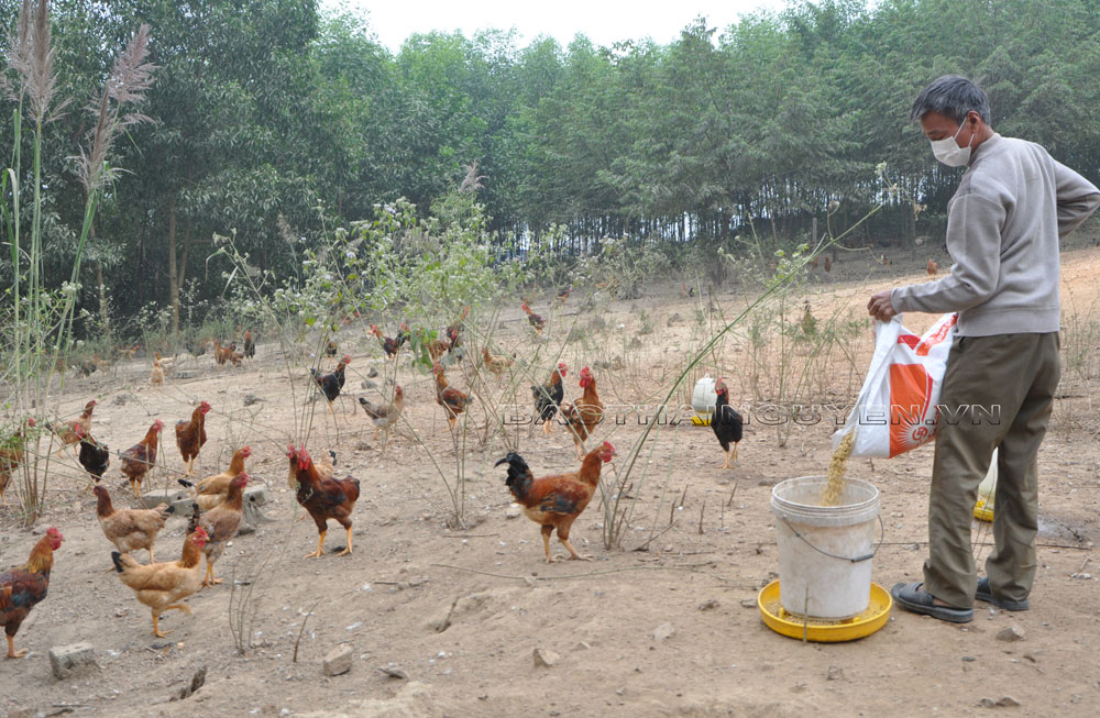  Gia đình ông Nguyễn Bá Phi, ở xóm Non Tranh, xã Tân Thành (Phú Bình) đã chuẩn bị 2.000 con gà ta lò để bán vào dịp Tết.