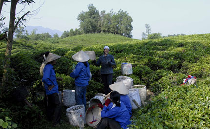  Phút giải lao bên nương chè. Ảnh K.T