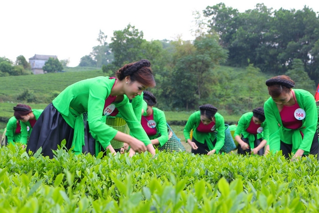  Phần thi người đẹp hái chè nhanh nhất.