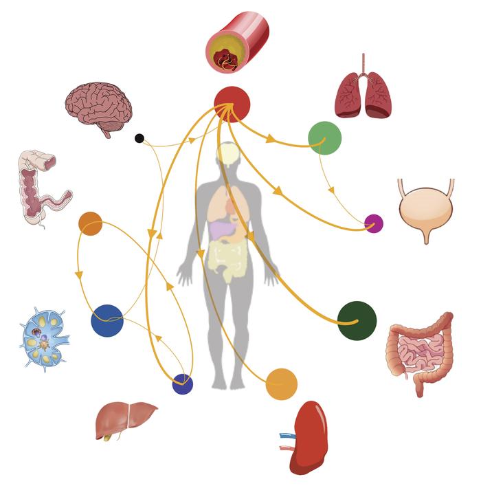   HIV được tìm thấy trong não, gan, lá lách, thận, về cơ bản ở khắp mọi nơi trong cơ thể người.