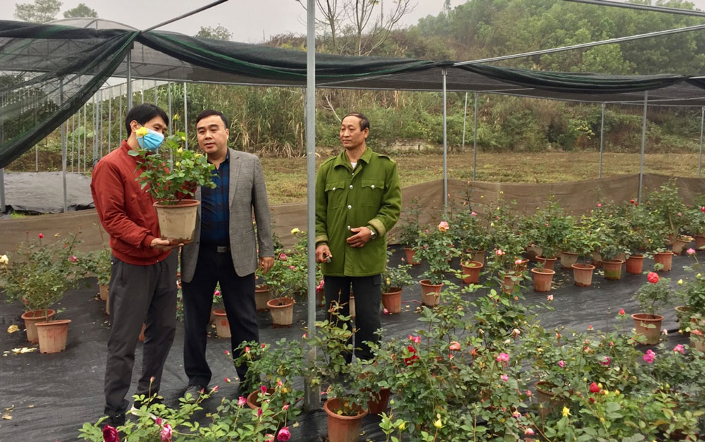  The production model of some Bulgarian rose varieties planted in pots in Son Cam commune, Thai Nguyen city.