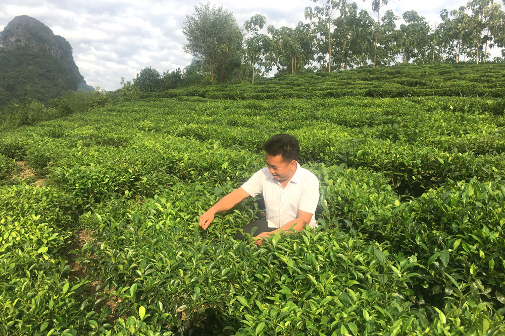  Anh Hoàng Văn Sỉnh mạnh dạn đầu tư cho cây chè nên có nguồn thu nhập ổn định.