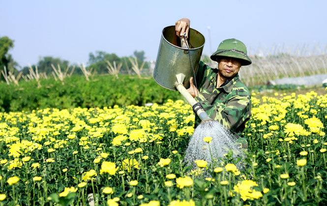  Người dân phường Túc Duyên (T.P Thái Nguyên) chăm sóc hoa phục vụ thị trường Tết. Ảnh: M.H