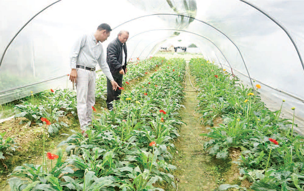  Vườn hoa đồng tiền của gia đình anh Nguyễn Thành Nam, ở tổ 14, phường Túc Duyên (T.P Thái Nguyên) đã bắt đầu trổ nụ, ra hoa.