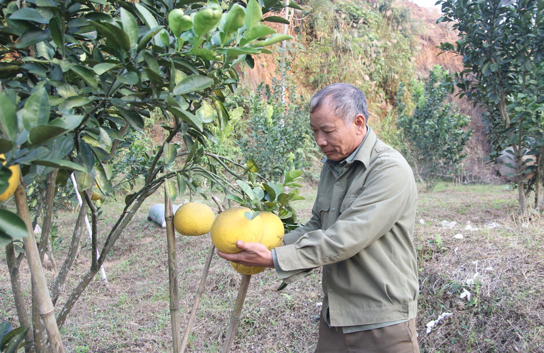  Nhờ tích cực chuyển đổi cơ cấu cây trồng, gia đình ông Vũ Ngọc Quang, xóm Hồng Tiến, xã Trung Lương (Định Hóa) đã trở thành một trong điển hình trong phong trào sản xuất, kinh doanh giỏi.