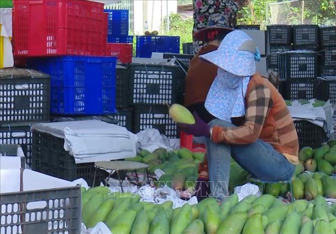  Đóng gói xoài tại Hợp tác xã nông nghiệp an toàn Chiềng Hặc, huyện Yên Châu, tỉnh Sơn La. Ảnh minh họa: Nguyễn Cường/TTXVN