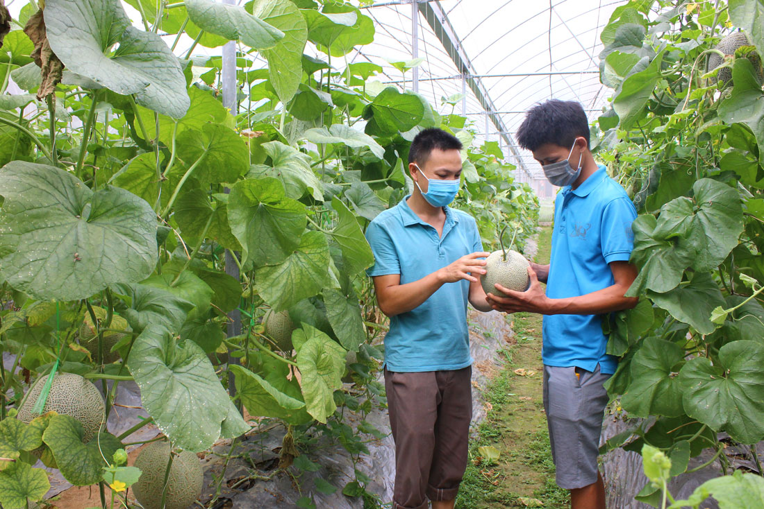  Sản phẩm dưa lưới của HTX sản xuất nông sản an toàn ATK Định Hóa đã được cấp chứng nhận VietGAP.