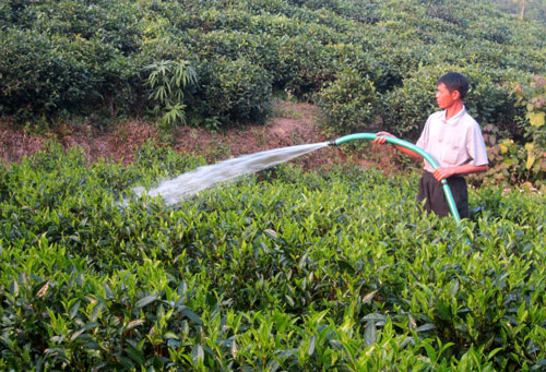  Gia đình ông Trần Văn Thái, xóm Cầu Bình 2, xã Vô Tranh (Phú Lương) làm chè đôngg trên diện tích 2.000m2. Mỗi lứa thu được khoảng 45 triệu đồng.