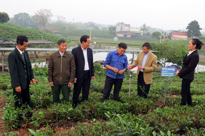  Hướng về cơ sở, gần dân, sát dân là phương châm hoạt động của MTTQ xã Tân Cương. Trong ảnh: Các thành viên MTTQ xã Tân Cương kiểm tra việc giữ gìn môi trường tại vùng sản xuất chè an toàn xóm Hồng Thái 2.